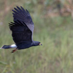 ‘Just’ another Snail Kite (image by Mike Watson)