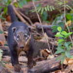 South American Coati, you dirty bastard! (image by Mike Watson)