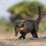 South American Coati – See, I scrub up quite well! (image by Mike Watson)
