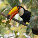 Toco Toucan, making a strong bid for the ‘most spectacular bird of all’ award. Look at that incredible bill (image by Mike Watson)