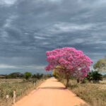 The Transpantaneira - summertime is time to go down to the river (image by Mike Watson)
