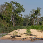These Yacare Caimans have arranged themselves nicely for a landscape image (image by Mike Watson)