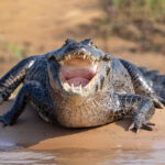 Down the hatch of a Yacare Caiman (image by Mike Watson)