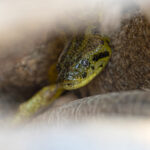 Baby Yellow Anaconda (image by Mike Watson)