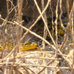 Sucuri = Yellow Anaconda, another apex predator of the riverbank (image by Mike Watson)