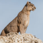 Portrait of an adult female Puma, sitting tall and regal (image by Virginia Wilde)