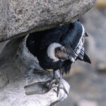 An adult male Condor hides from the wind in a hollow of the Patagonian cliff face known as the 'Condor Hotel' (image by Virginia Wilde)
