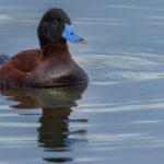 Normally seen much further north, this Andean Duck was a southerly visitor to south Patagonia (image by Virginia Wilde)