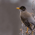 An Austral Thrush perches on a thorn bush (image by Virginia Wilde)
