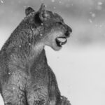 Curling her tongue in the snow, a black-and-white portrait of a young female Puma, Patagonia (image by Virginia Wilde)