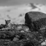 Black-and-white portrait of Patagonia's fearless 'Pirate Puma' Blinka (image by Virginia Wilde)