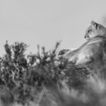 Framed by calafate branches, a black-and-white portrait of a resting Puma (image by Virginia Wilde)