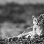 A black-and-white image of the Puma known as Blinka relaxing beside her favourite 'wind-break' rock (image by Virginia Wilde)