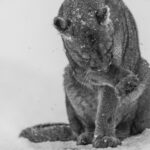 Cleaning her paws, this female Puma gives herself a good clean, as the snow silently falls around her (image by Virginia Wilde)