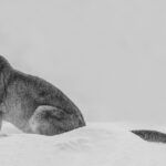 'I will take a snooze here, in the deep snow - and attempt to hide my tail, too!' (image by Virginia Wilde)