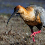 A boldly-patterned Black-faced Ibis picks its way through grass by a river in Patagonia (image by Virginia Wilde)