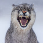 As the snow falls silently down, this young female Puma, with her heart-shaped nose, displays her perfect canine teeth (image by Virginia Wilde)