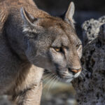 Alert and watchful, a female Puma rounds the thrombolite fossils that crowd the shoreline of Patagonia's Lake Sarmiento (image by Virginia Wilde)