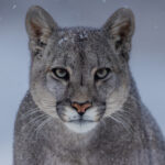 Looking straight into the eyes of a young female Puma, as ice crystals form on her forehead (image by Virginia Wilde)