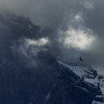 A Condor is silhouetted against the mighty Almirante Nieto mountain, Chile (image by Virginia Wilde)