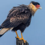 The beautiful plumage and black cap of a Crested Caracara, Patagonia's most charismatic falcons (image by Virginia Wilde)