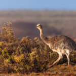 A Darwin's (or Lesser) Rhea struts among the bushes in the bright morning light, Patagonia (image by Virginia Wilde)