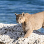 One of Patagonia's most notorious Pumas - 'Dark' the dominant male, who has fathered many cubs - climbs the thrombolites on the shores of Lake Sarmiento (image by Virginia Wilde)