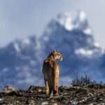 Surveying her kingdom, a female Puma is backdropped by mountains in Patagonia, Chile (image by Virginia Wilde)