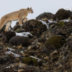 Picking her way over a ridge, with a few last remnants of snow on the ground, a Puma makes her way across the Patagonian steppe (image by Virginia Wilde)