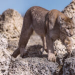 A female Puma pads her way through the thrombolites on Patagonia's Lake Sarmiento. Thrombolites are living calcium carbonate fossils that began to form with the last Ice Age, growing just one milimeter a year (image by Virginia Wilde)