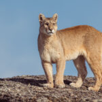 Patagonia's 'Pirate Puma' Blinka - who lost her right eye as a cub and has overcome many adversaries - is a powerful presence (image by Virginia Wilde)