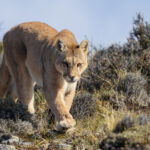 A female Puma known as 'Blinka' pads towards us - showing the awesome size of her forelimbs and paws, needed to take down prey like guanaco (image by Virginia Wilde)