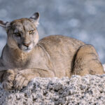 This female Puma lies awaiting the dominant male, who will follow her for up to five days during mating (image by Virginia Wilde)