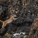 Showing her immense agility, a female Puma bounds up a rock face in Patagonia (image by Virginia Wilde)