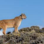 Puma fur colour can range from tawny to rufous to grey. This female Puma stands out against the bright blue of a Patagonian morning (image by Virginia Wilde)