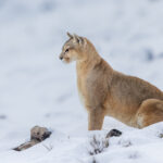 A young female Puma sits still in the snow, suddenly easier to spot against the white of the recent snow drifts (image by Virginia Wilde)