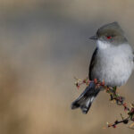 The bright red eyes of the aptly named Fire-eyed Diucon, in Patagonia, Chile (image by Virginia Wilde)