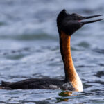 The handsome black and rufous colouration of the Great Grebe, the largest species of grebe in the world (image by Virginia Wilde)