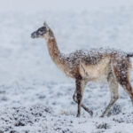 A Guanaco picks its way through the blizzard, snow gathering on its back, as the flurries become heavier. (image by Virginia Wilde)