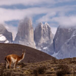 A Guanaco - arguably the most elegant of the camelids - pauses in front of Patagonia's iconic Torres del Paine mountains (image by Virginia Wilde)