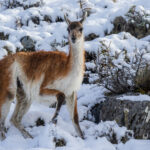 Guanacos are surely the prettiest of Camelids. This one pauses in the snow, in Patagonia (image by Virginia Wilde)