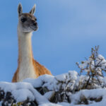'It's me! Here I am!' A guanaco appears to smile as it pops up behind a snowy bank (image by Virginia Wilde)