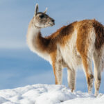 Guanacos have amazing neck muscles that enable a 360 degree view from the same stationary position. A physical feature that's life-saving in 'Puma land.' (image by Virginia Wilde)