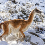 A Guanaco canters down some lower hills in Patagonia, kicking up snow as it runs (image by Virginia Wilde)