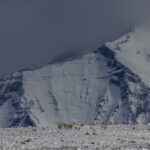 The sheer vastness of Patagonia's Almirante Nieto can be seen here, as Guanacos appear like ants in front of it (image by Virginia Wilde)