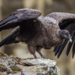 A juvenile Condor, with its beautiful mottled brown plumage, readies to fly, in Patagonia, Chile (image by Virginia Wilde)
