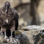 A juvenile Andean Condor rests on a clifftop - showcasing the beautiful brown mottled plumage, musculature and immense talons (image by Virginia Wilde)