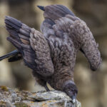 'Up a bit, down a bit - that's the itchy bit, there!' A juvenile Andean Condor repeatedly scratches its chin on the clifftop (image by Virginia Wilde)