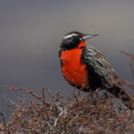 The striking scarlet breast of a Long-tailed Meadowlark is always a feast for the eyes (image by Virginia Wilde)