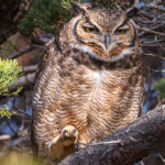 A Magellanic Horned Owl - Patagonia's largest owl - claws along a branch (image by Virginia Wilde)